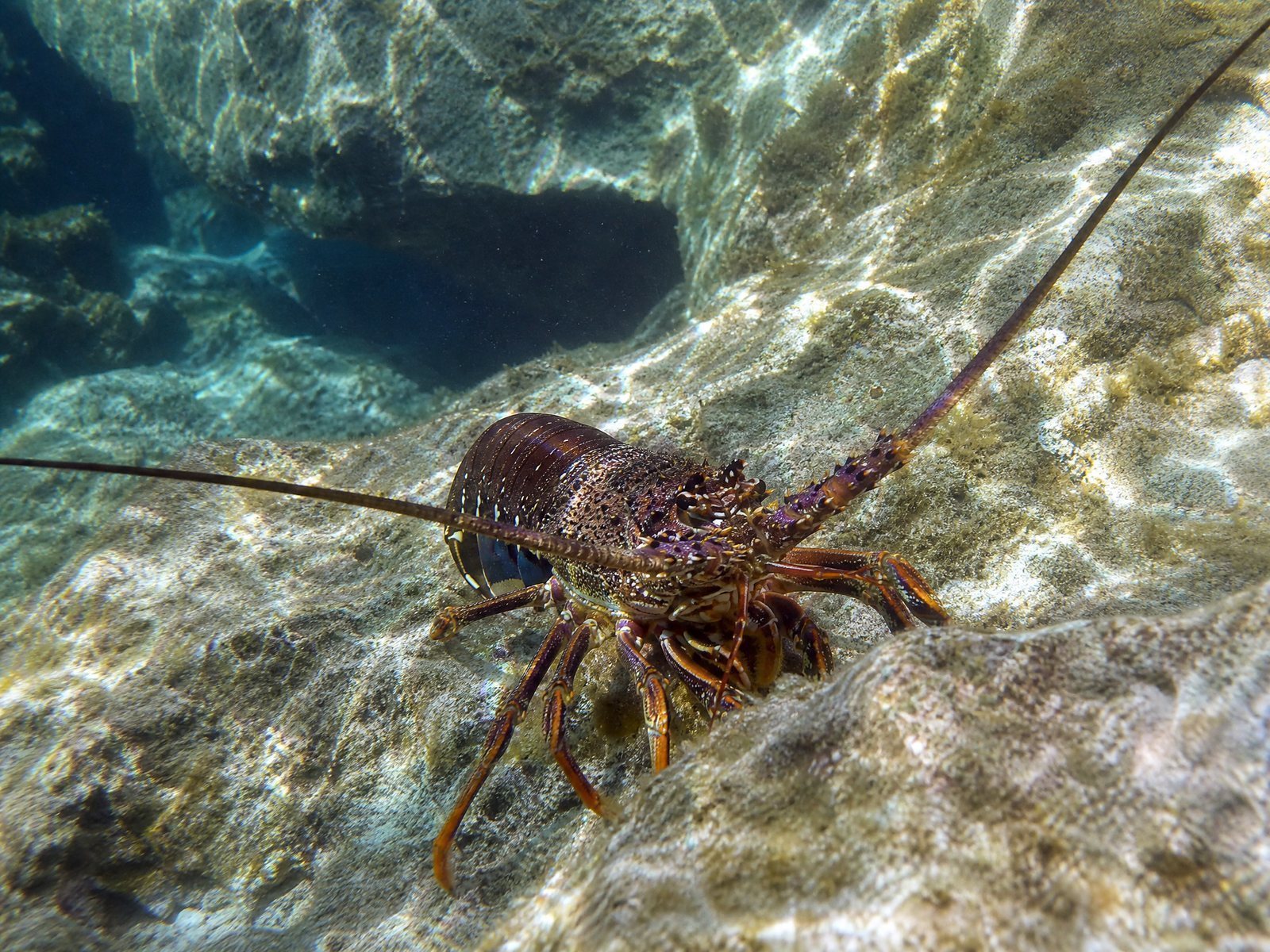 Western Rock Lobster